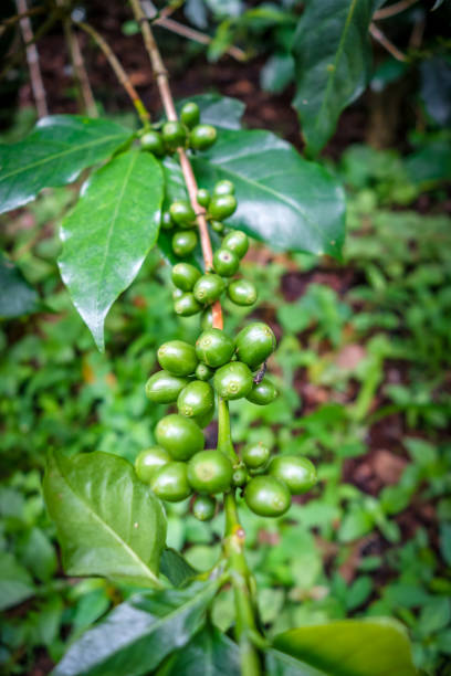 コーヒー豆クローズアップビュー、チェンマイ、タイ - caffeine macro close up bean ストックフォトと画像