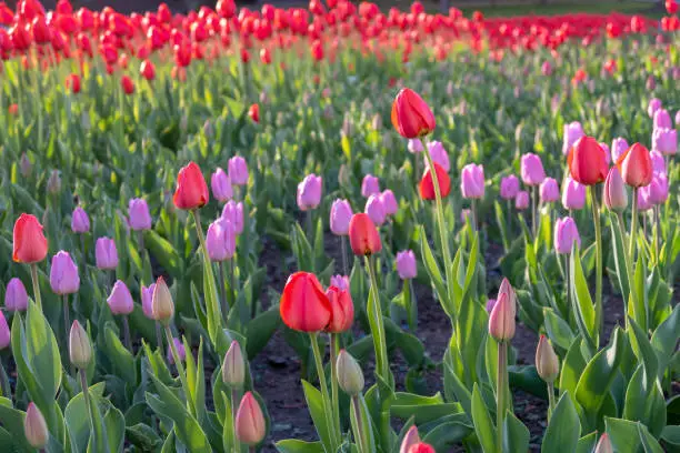 Flower field with pink and red tulips.