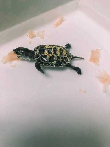 istock small pet turtle eating shrimps pieces 1181779544