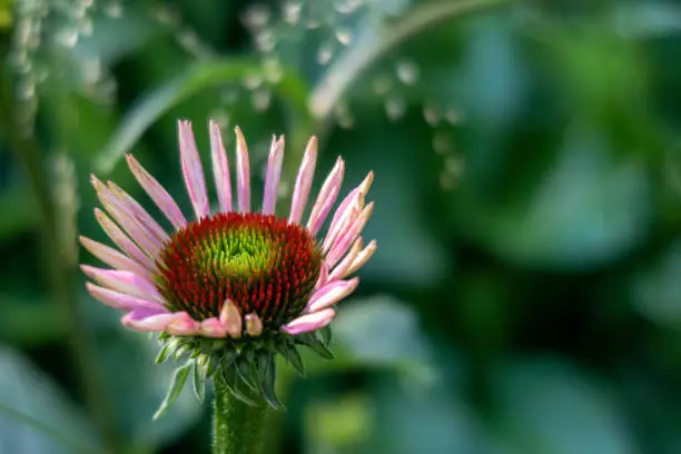 Pink flower bud. Echinacea purpurea. Herbal medicine.