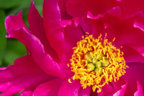 Close up of pink peony. Flower in bloom.