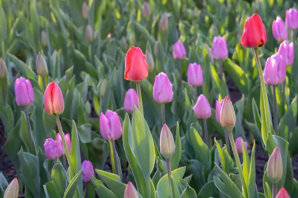 Pink tulips field and 3 red tulips. Flowerbed.