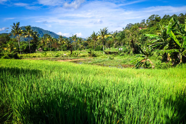 зеленые рисовые поля, сайдмены, бали, индонезия - sidemen стоковые фото и изображения