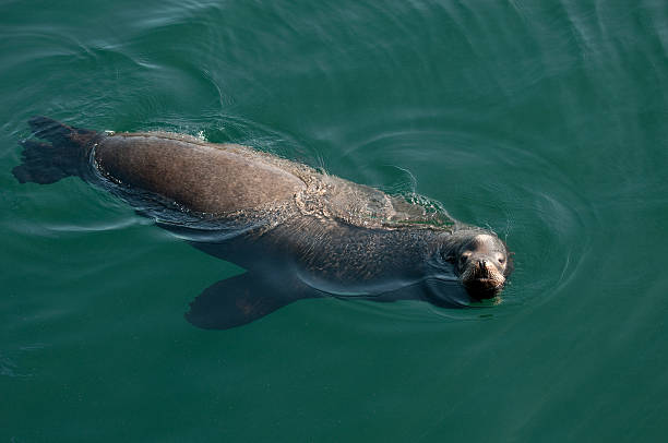istock Lazy Sea Lion 118178063