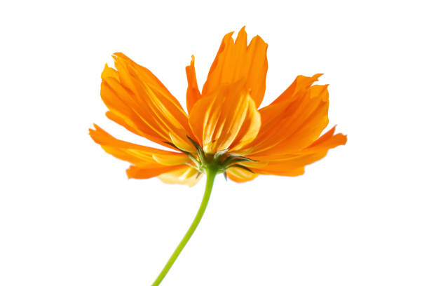 istock Selective focus orange flower isolated on a white background. File contains with clipping path So easy to work. 1181781331