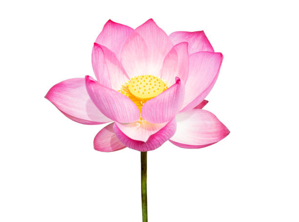 istock Lotus flower isolated on white background. File contains with clipping path so easy to work.Lotus flower isolated on white background. File contains with clipping path so easy to work. 1181781388