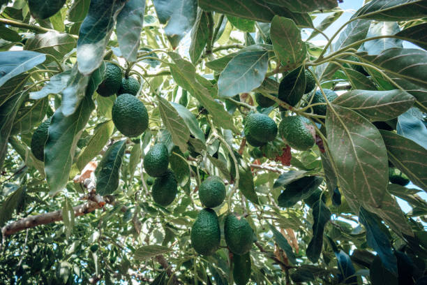 green avocado group on tree, organic food. - persea imagens e fotografias de stock