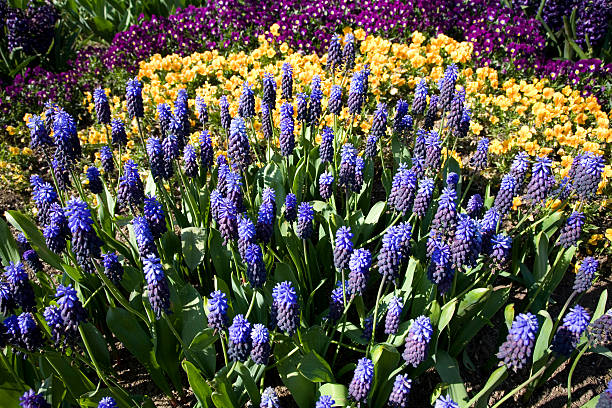 istock Colorful flower bed 118178411