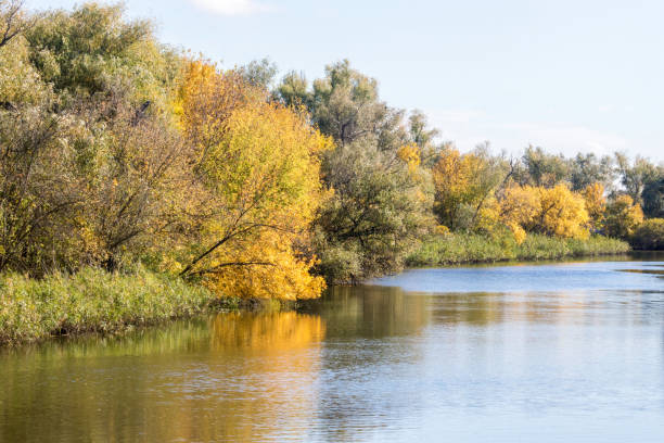 istock yellow trees in autumn by the river 1181785082