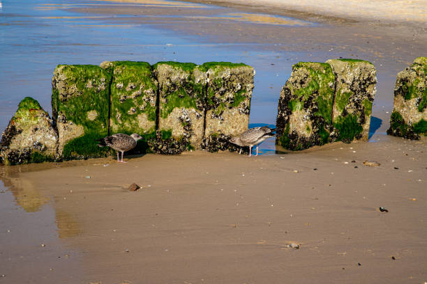 Seagulls nibble on groynes on Sylt