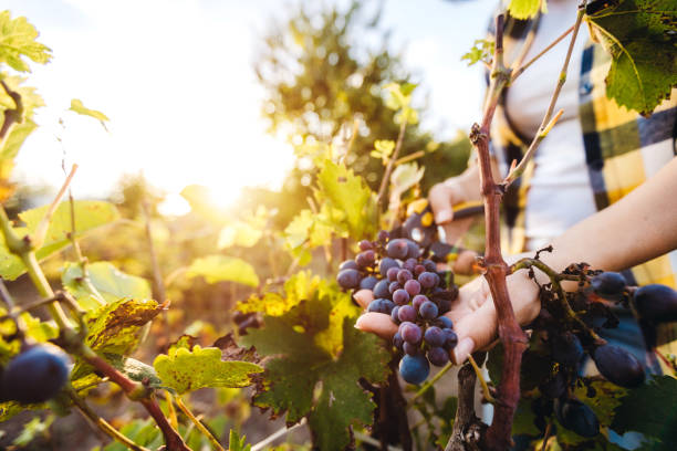 istock Grape harvesting in vineyard 1181793867