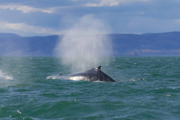 istock Humpback whale swimming in Canada 1181796212