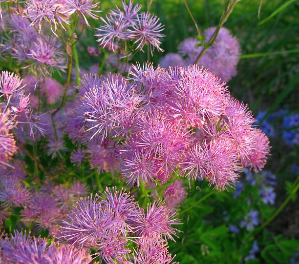 Akeleiblaettrige Wiesenraute  - Thalictrum aquilegifolium