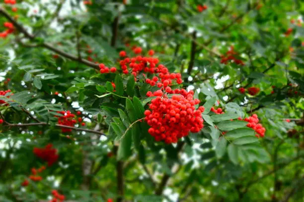 Photo of Red Rowan on the tree