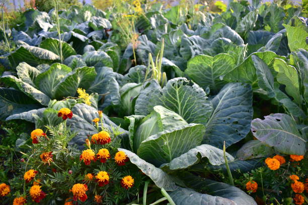 Belladonna ripe cabbage in the garden
