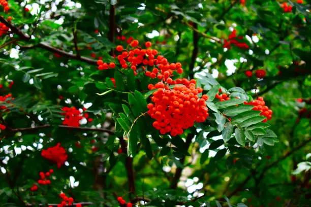 Photo of Red Rowan on the tree