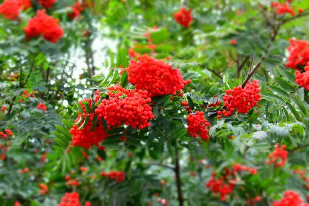 Photo of Red Rowan on the tree