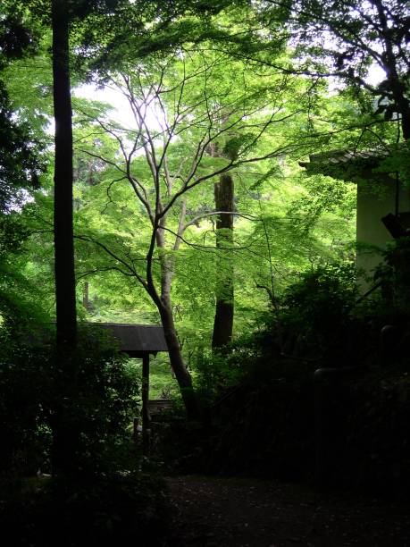 istock An old house in forest. 1181797404