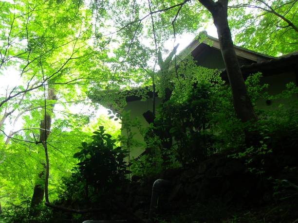 istock An old house in forest. 1181797417