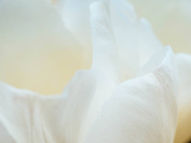 istock Beautiful Flower on soft sparkle in soft focus with filter colors use for background. Smooth of shapes of petal tulip flowers. Macro of tulips flowers petal. 1181797736