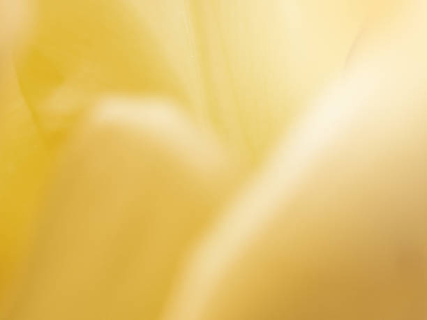 istock Beautiful Flower on soft sparkle in soft focus with filter colors use for background. Smooth of shapes of petal tulip flowers. Macro of tulips flowers petal. 1181797737