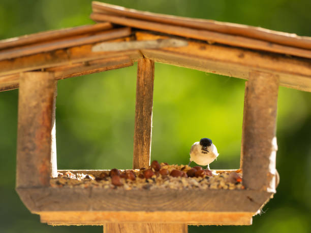 istock A bird sits in the aviary and eats 1181799023