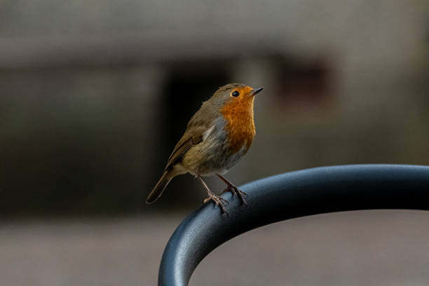 istock Robin perched on the back of a chair 1181799131