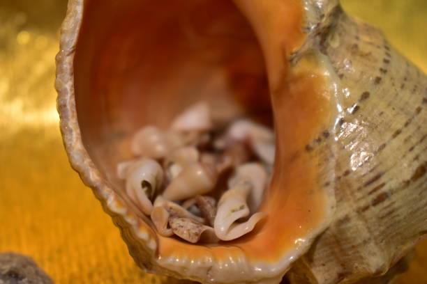 istock Small seashells in a large shell on a gold background. 1181800461