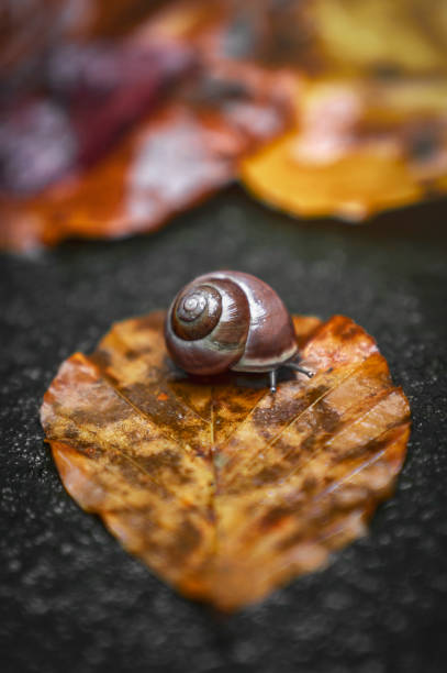 istock Snail in autumn leaves 1181800485