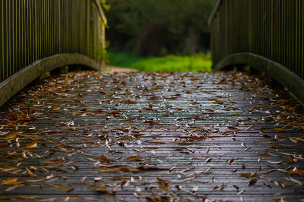Autumn leaves on a river bridge.