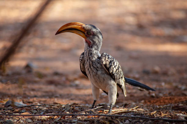 istock Monteiro's Hornbill, Etosha National Park, Namibia 1181802170
