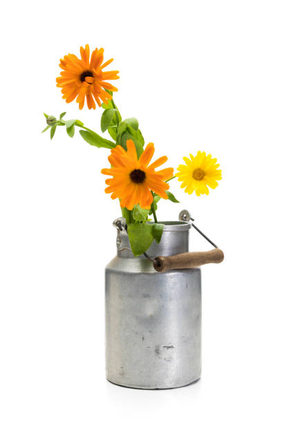 Pot marigold  - Calendula officinalis - and field marigold - Calendula arvensis - flowers in vintage milk churn isolated on white background