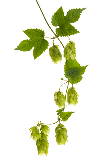 Vine with hops (Humulus lupulus) isolated on white background