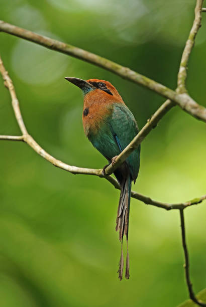istock Broad-billed Motmot 1181803108