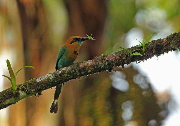 istock Broad-billed Motmot 1181803119