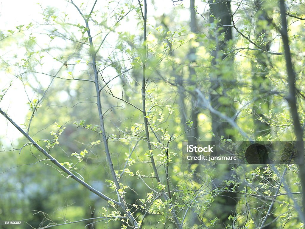 Lacy y ramas de nuevo hojas de primavera soleada a la mañana - Foto de stock de Abstracto libre de derechos