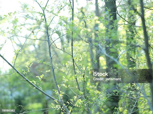 Lacy Y Ramas De Nuevo Hojas De Primavera Soleada A La Mañana Foto de stock y más banco de imágenes de Abstracto