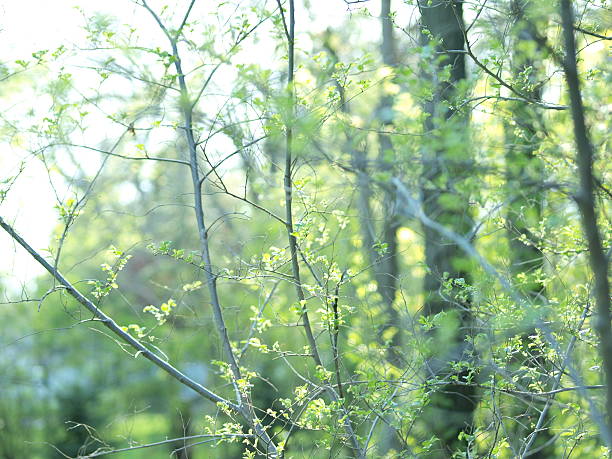 istock Lacy new leaves and branches on sunny spring morning 118180382