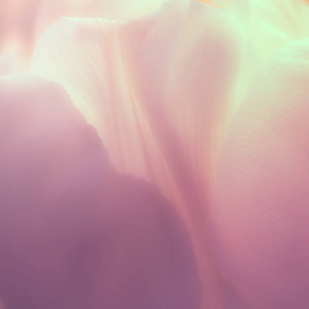 istock Beautiful Flower on soft sparkle in soft focus with filter colors use for background. Macro of flower part. 1181804200