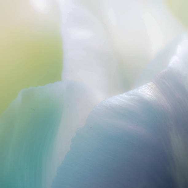 istock Beautiful Flower on soft sparkle in soft focus with filter colors use for background. Macro of flower part. 1181804235