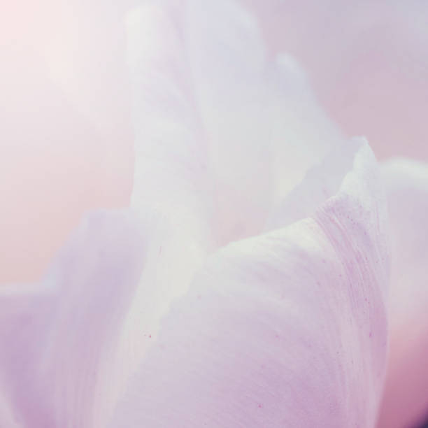 istock Beautiful Flower on soft sparkle in soft focus with filter colors use for background. Macro of flower part. 1181804237
