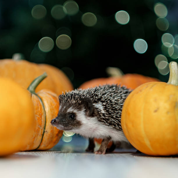 istock A hedgehog walks around the table with pumpkins. 1181806419