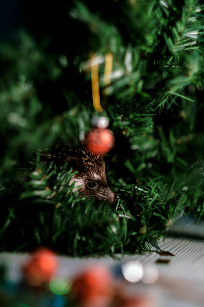 istock Christmas card with a cute little hedgehog. 1181807191