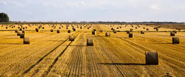 agricultural fields with fresh stubble after harvesting crops, wheat or rye