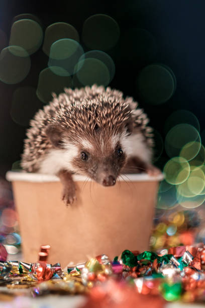 istock small Christmas hedgehog is looking at the camera 1181807403