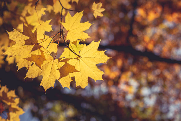 istock Beautiful autumn maple tree with yellow leaves and sun. 1181807408