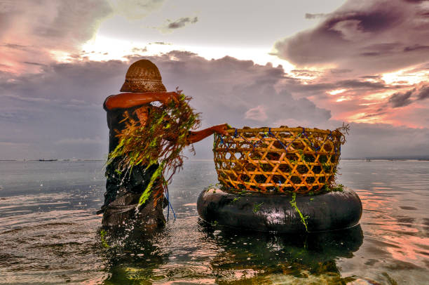 Indonesia. Bali. Nusa Lembongan island. June 9, 2010. Farmer harvesting algae