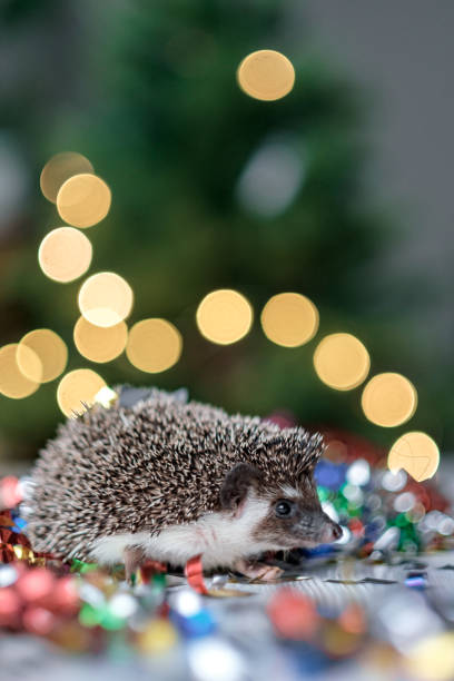 istock Christmas card with a cute little hedgehog 1181807511