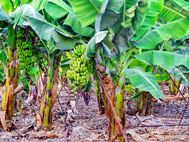 istock Organic Banana Plantation 1181807897