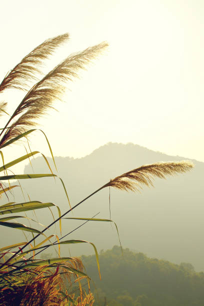 istock Grass Flower in Landscape against Morning Light 1181810568